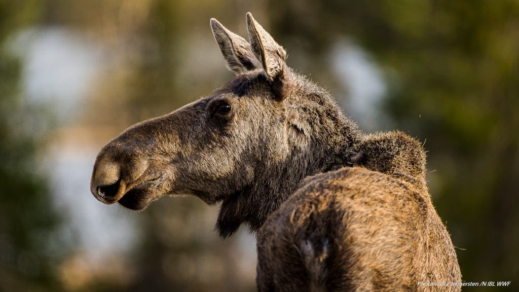 Wildlife-©Geunja-Sami-Ecolodge-Ola-Jennersten-WWF