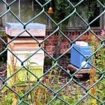 Bee hives produce local honey