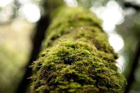 Take a Forest Bath in the Canary Islands