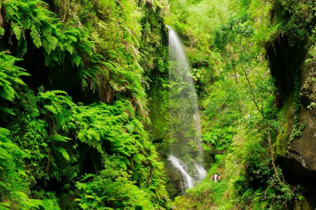 Los Tilos Forest - La Palma