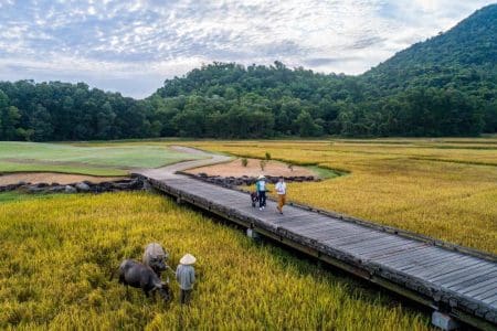 Hole 4 Rice Fields with Buffalo