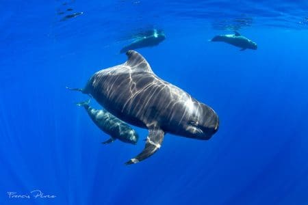 Europe’s First Whale Heritage Site