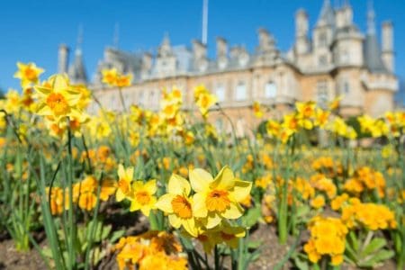 Daffodils at Waddesdon. Photo Derek Pelling © National Trust, Waddesdon Manor