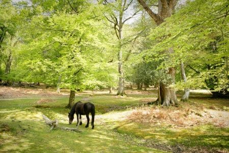 New Forest Book Direct Campaign Launched