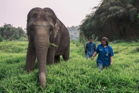 Anantara Golden Triangle Elephant Camp & Resort - Dr Nissa with Giant (1)