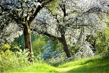 Netherwood Estate Orchard