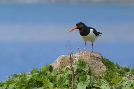 Thriving Wildlife in The Islands of Guernsey