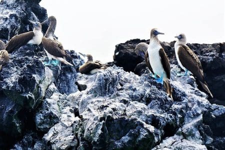 World Wildlife Day Riviera Nayarit, Blue Footed Booby