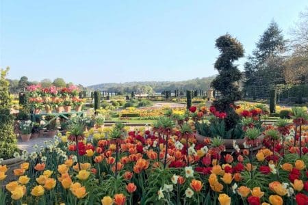 Trentham Gardens Spring Bulb Festival