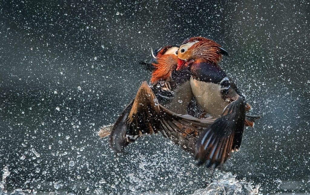 TPOTY 2020 Winners ©Wenming Tang/tpoty.com