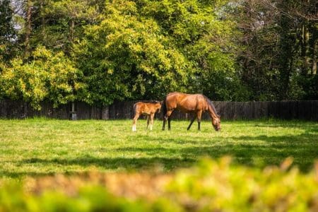 National Stud Tours Go Under Starter’s Orders