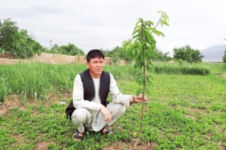 Afghan tree planting