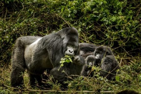 Rwanda travel Gorillas