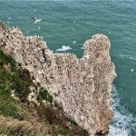 Nesting gannets at Bempton Cliffs