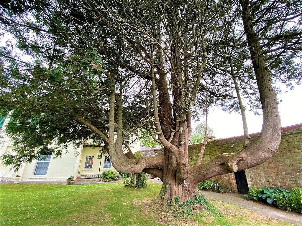 The tree which Jane used to climb as a child.