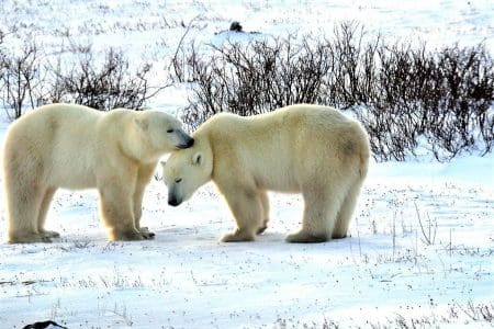 5 Sustainable Initiatives in Churchill, Manitoba