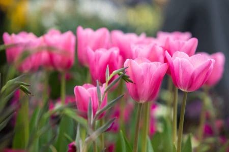 RHS Malvern Spring Festival 2024