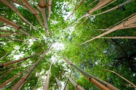 Visit a Bamboo Garden in Europe