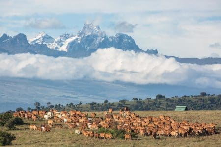 All for Conservation: Borana Lodge, Kenya