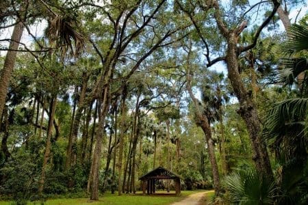 Ocala National Forest