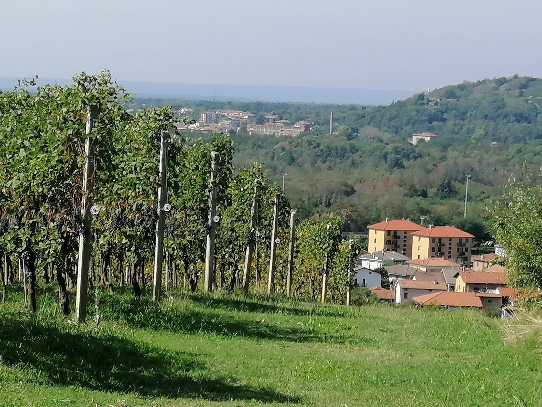 Wine Tasting In Italy S Piedmont Region Travel Begins At 40   Piedmont Vineyard 