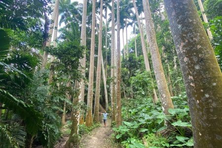 Unearthing Sustainable Barbados Tourism