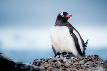 Travel to Antarctica as Flying Penguin Officer