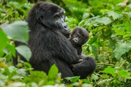 Kwita Izina, Rwanda Gorillas Naming Ceremony