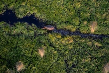 safari in Botswana