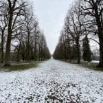 Avenue of trees in Sanssouci Park, but for how long?