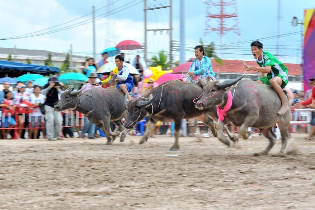 Competitors race their buffalo during the festival