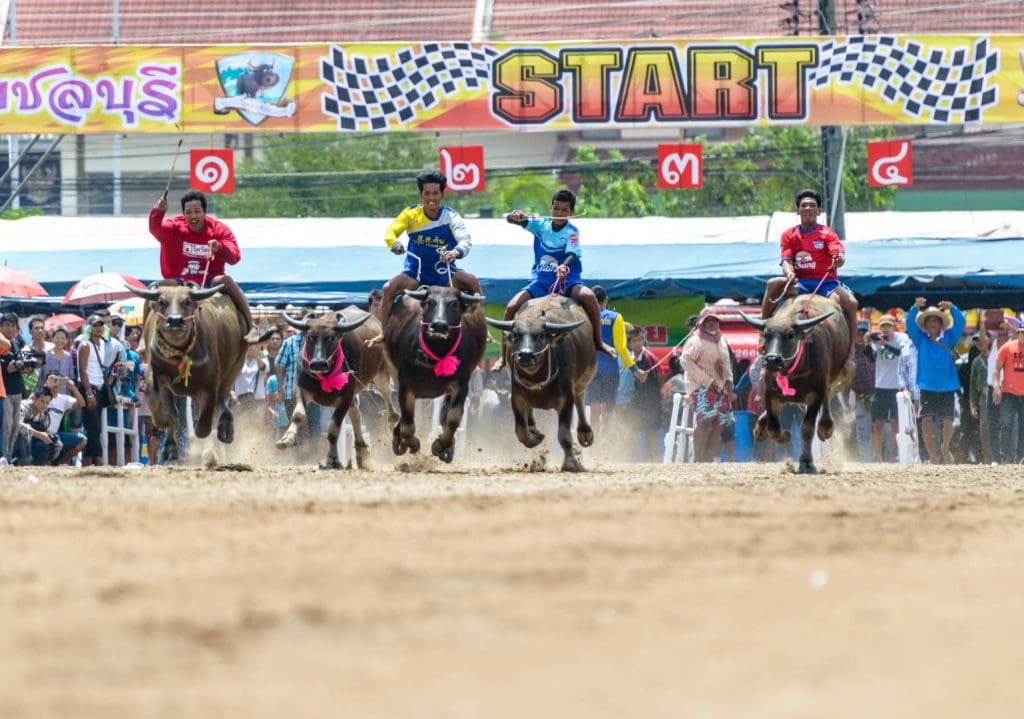 The start of a race in the Wing Kwai Buffalo Racing Festival, Thailand