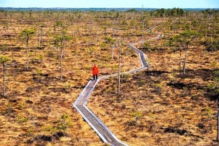 Bog Walking in Estonia