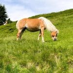 Horse grazing on the Asitz Mountain