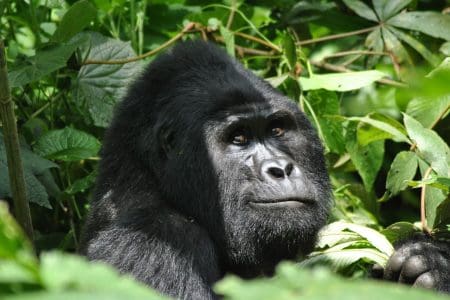 Into The Virunga: 5 Best Things to See