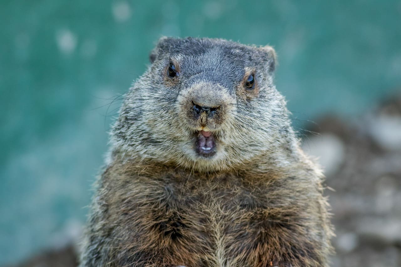 Groundhog Day Punxsutawney - Travel Begins at 40