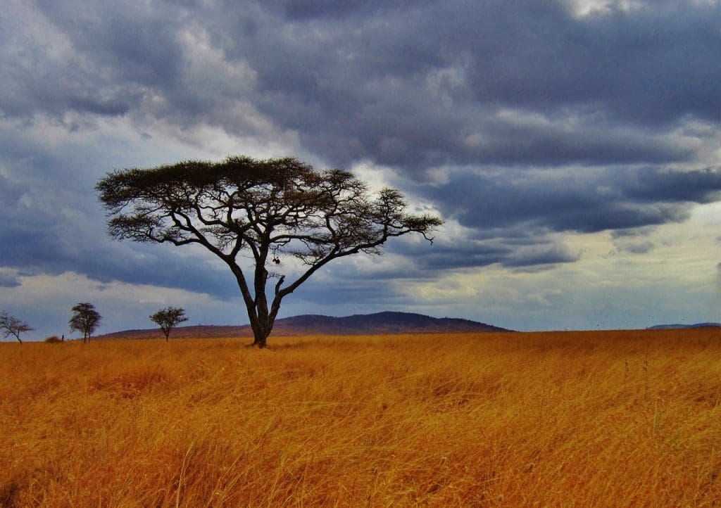 Acacia tree Pizabay 10 Things to do in Tanzania