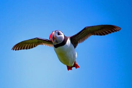 Farne Islands Reopens