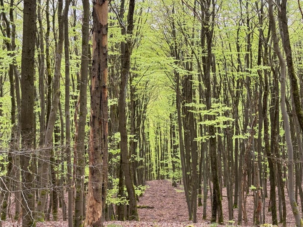 Kellerwald-Edersee National Park 