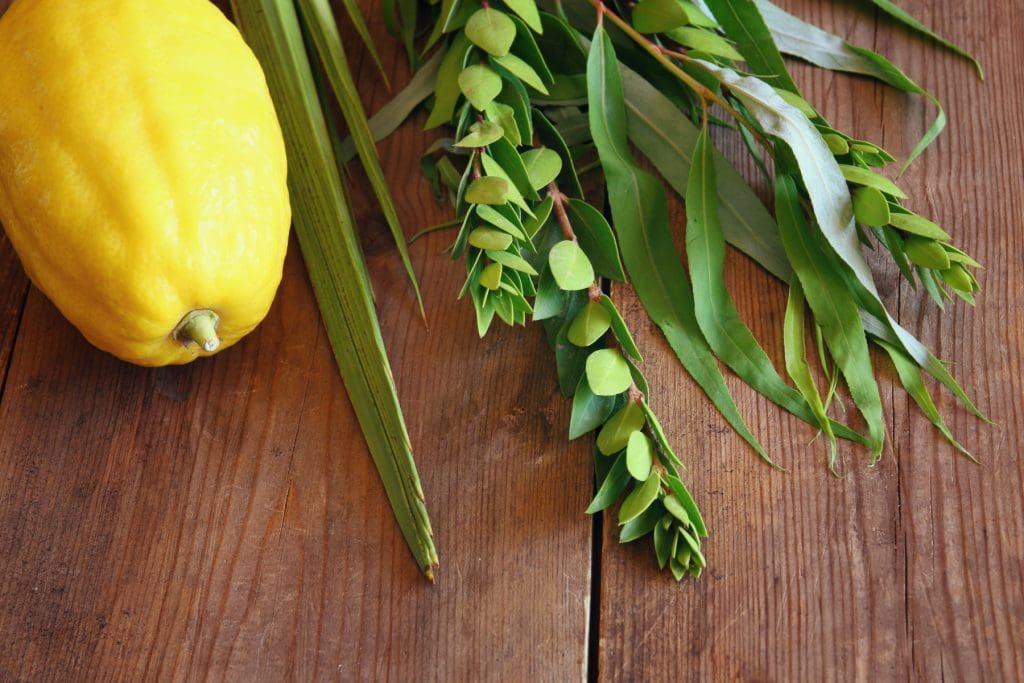 Jewish festival of Sukkot. Traditional symbols (The four species): Etrog, lulav, hadas, arava