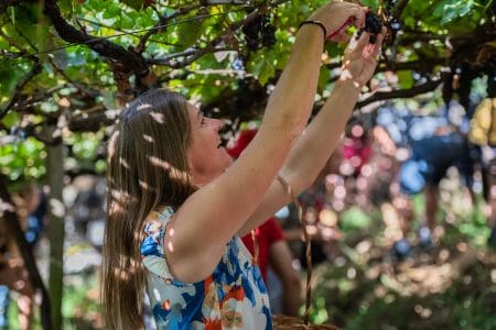 Madeira Wine Festival