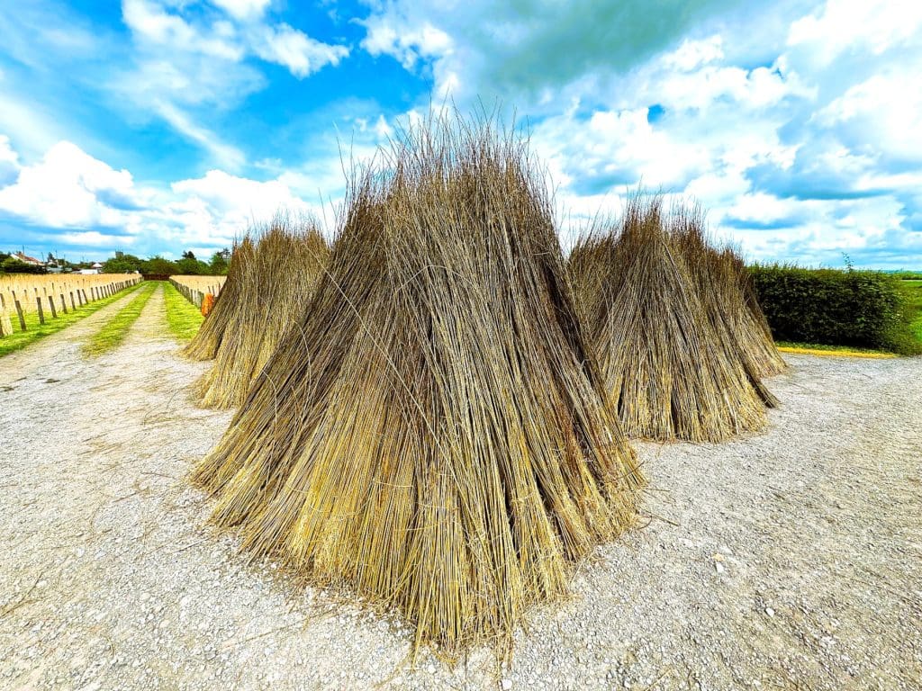 Musgrove Willows, Somerset