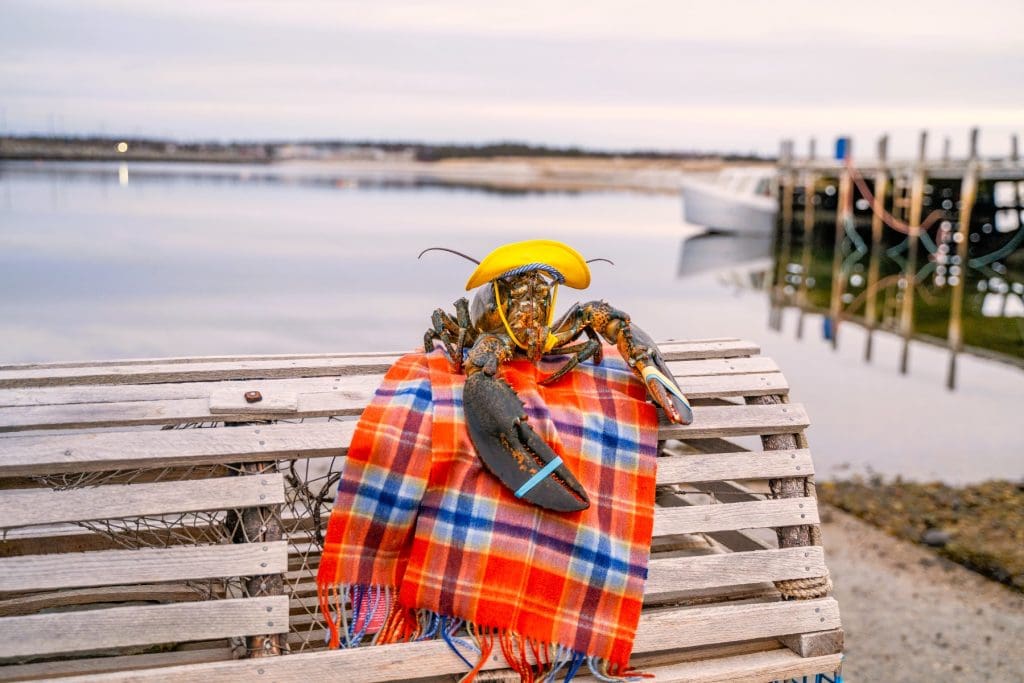 Lucy the lobster - Nova Scotia Lobster Crawl