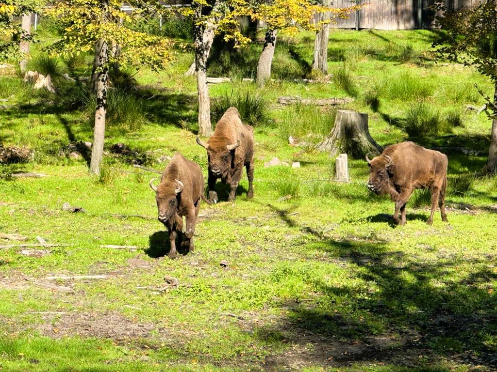 You don't have to go to the States to see bison