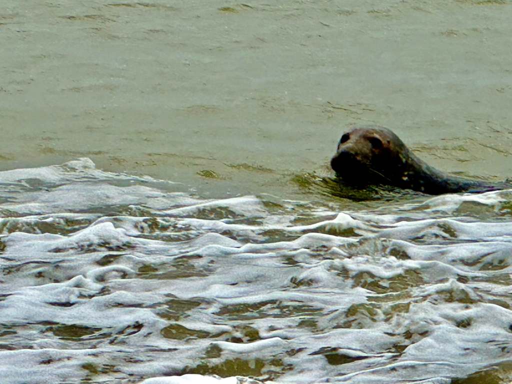 A seal emerging from the North Sea