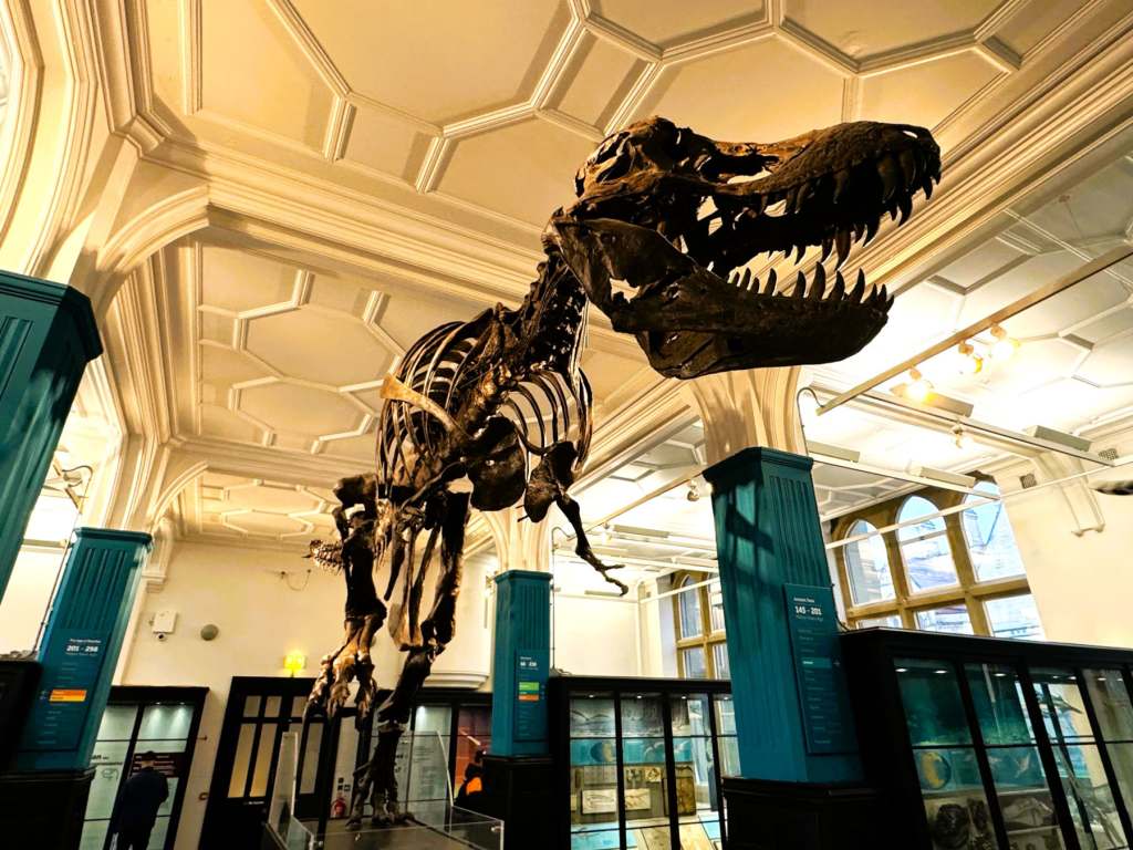 T-Rex Stan at the Manchester Museum