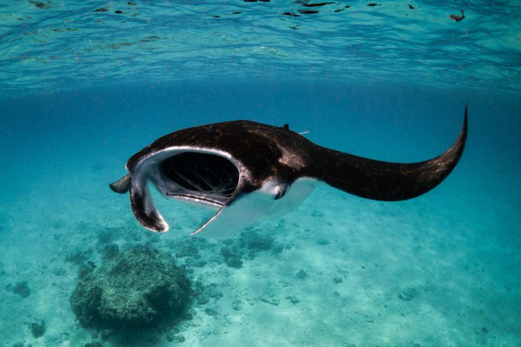 Manta Ray Feeding_Makunudhoo Maldives_2022_Jasmine Corbett