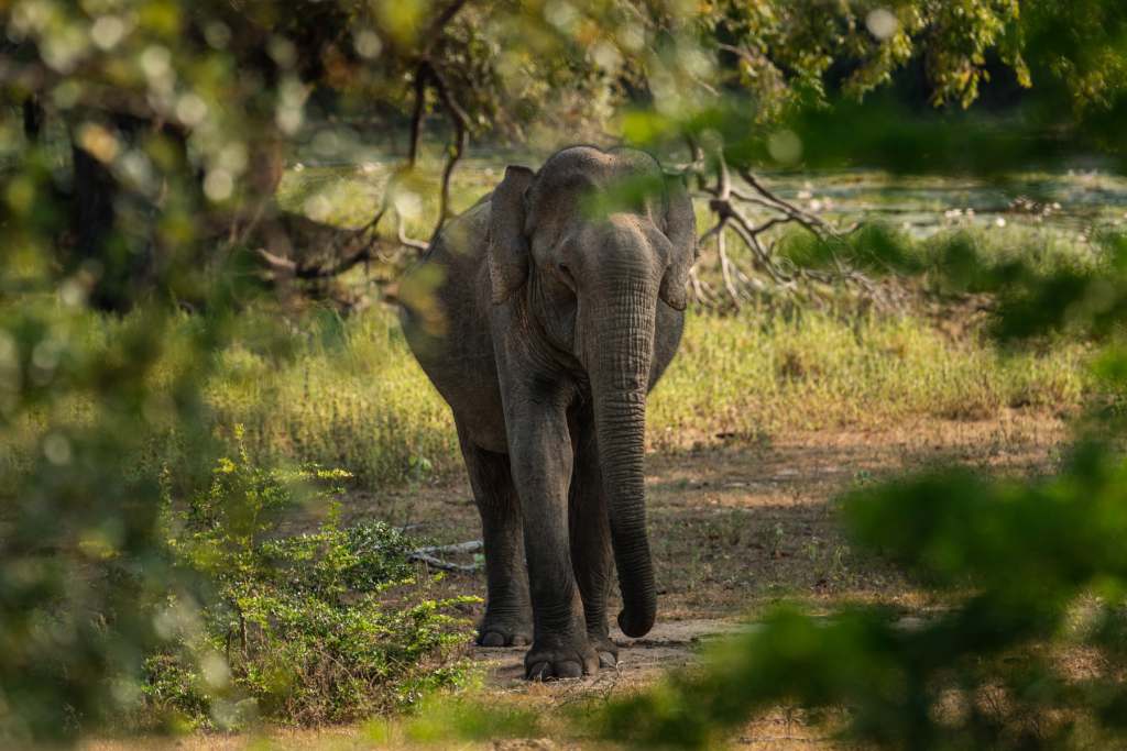 A solitary elephant at Yala National Park