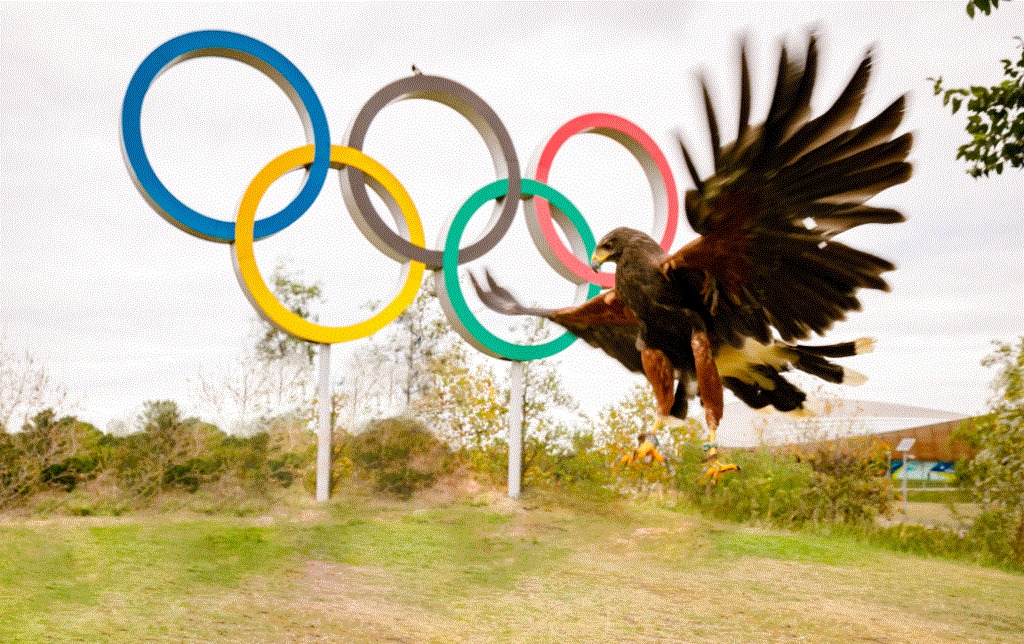 Queen Elizabeth Olympic Park