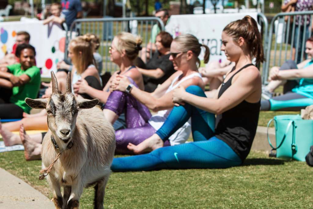 Goat yoga